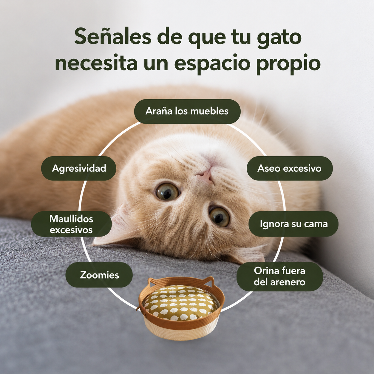 NaturaPurr™ — El Primer Territorio Natural Para Gatos De Interior